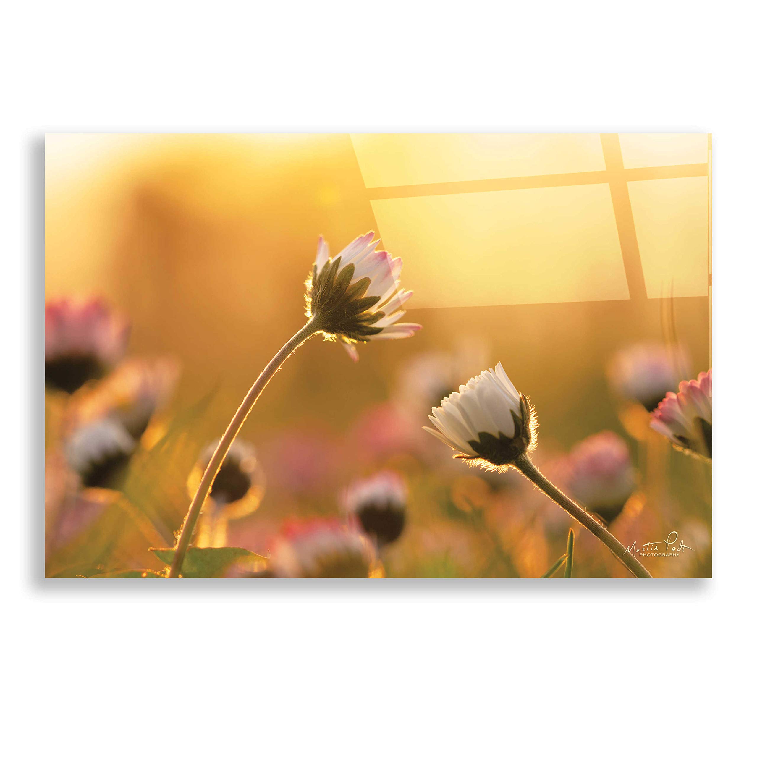 Epic Art 'Daisies' by Martin Podt - Premium Acrylic Glass Wall Decor 24x16 Inches - Modern Home & Office Wall Art for Living Room, Bedroom Decor