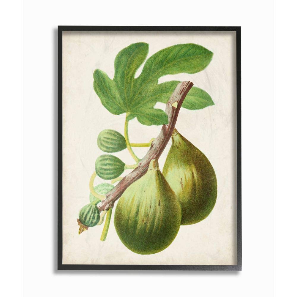 Stupell Industries Vintage Fruit Fig Painting Prints - Multi-Color Wall Art for Kitchen, Dining Room & Home Decor