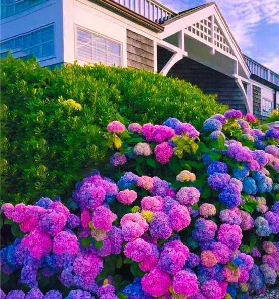 30pcs Blue Pink Purple Hydrangea Seeds - Stunning Resilient Perennial Flower Seeds for Garden Planting | Perfect for Home Gardens, Landscaping & Wedding Decorations