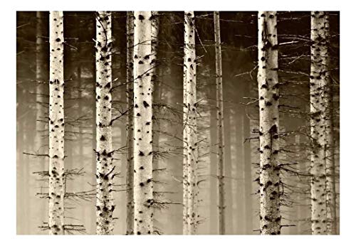 Birch Tree Forest-2