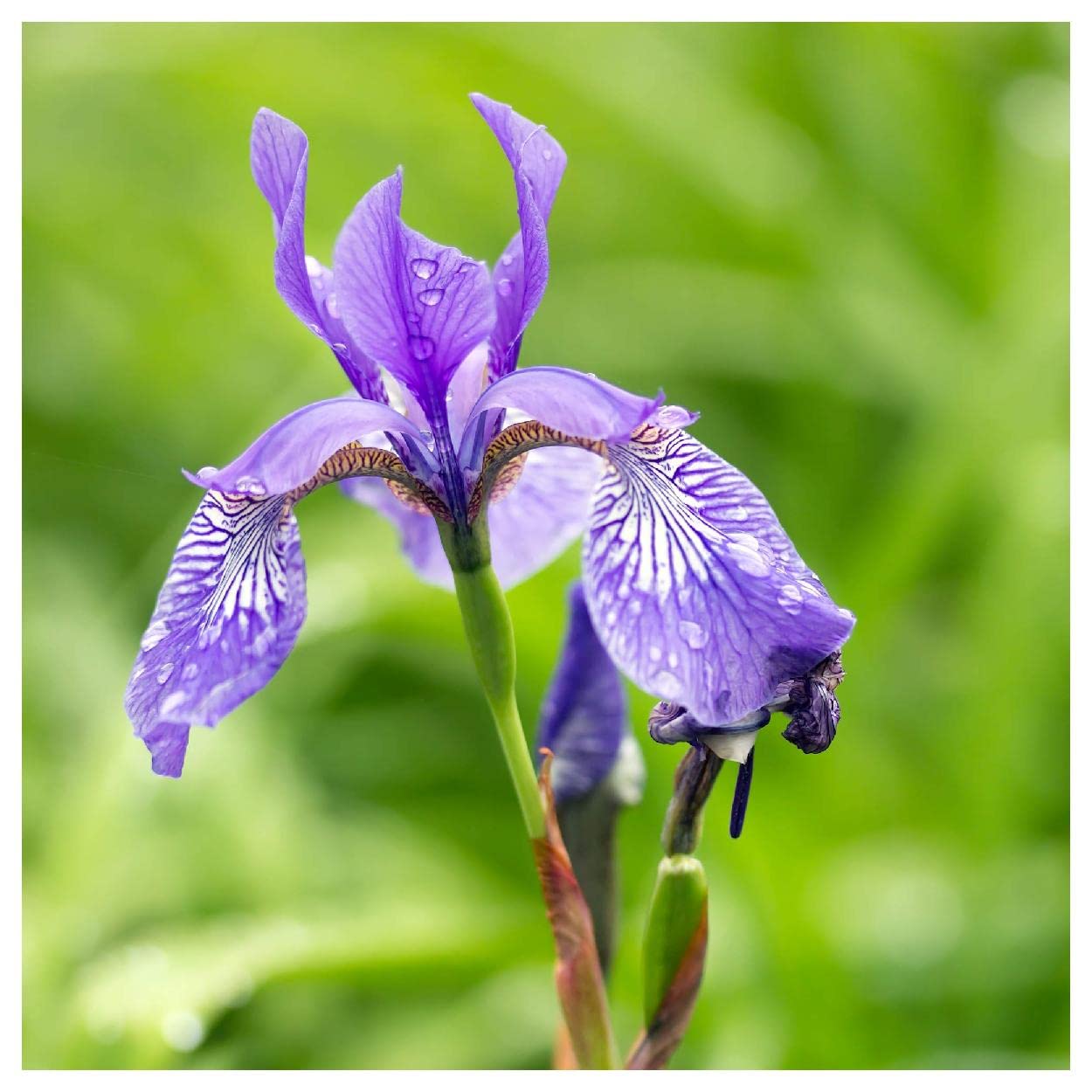 Everwilde Farms - 1/4 Lb Northern Blue Flag Native Wildflower Seeds - Gold Vault Pack - Perfect for Pollinator Gardens, Wetland Restoration & Natural Landscaping
