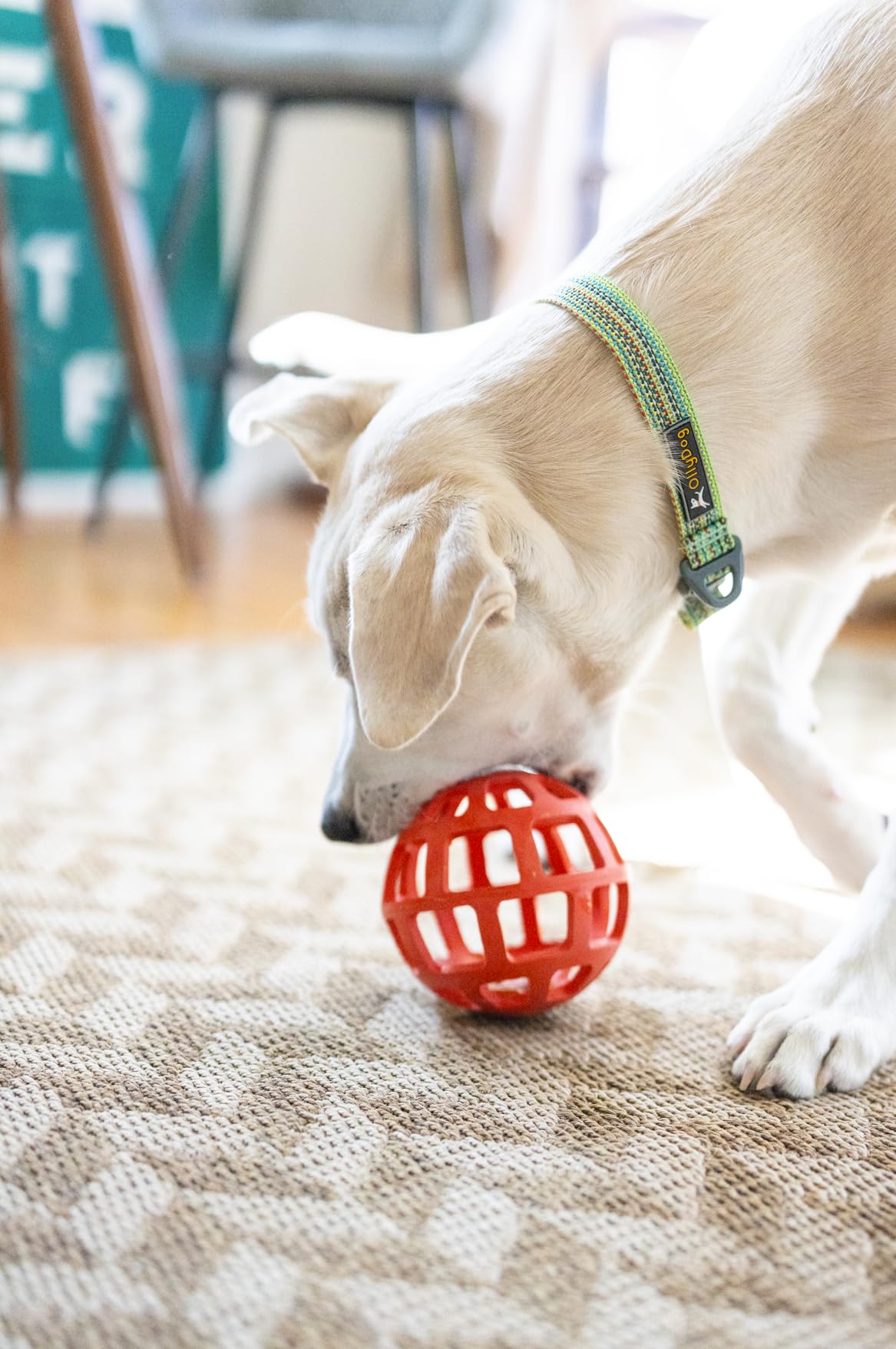 OllyDog Waffle Ball - Natural Rubber Roller Dog Toy for Small, Medium & Large Dogs (Fiesta) - Interactive Play & Chew Toy for Indoor & Outdoor Fun