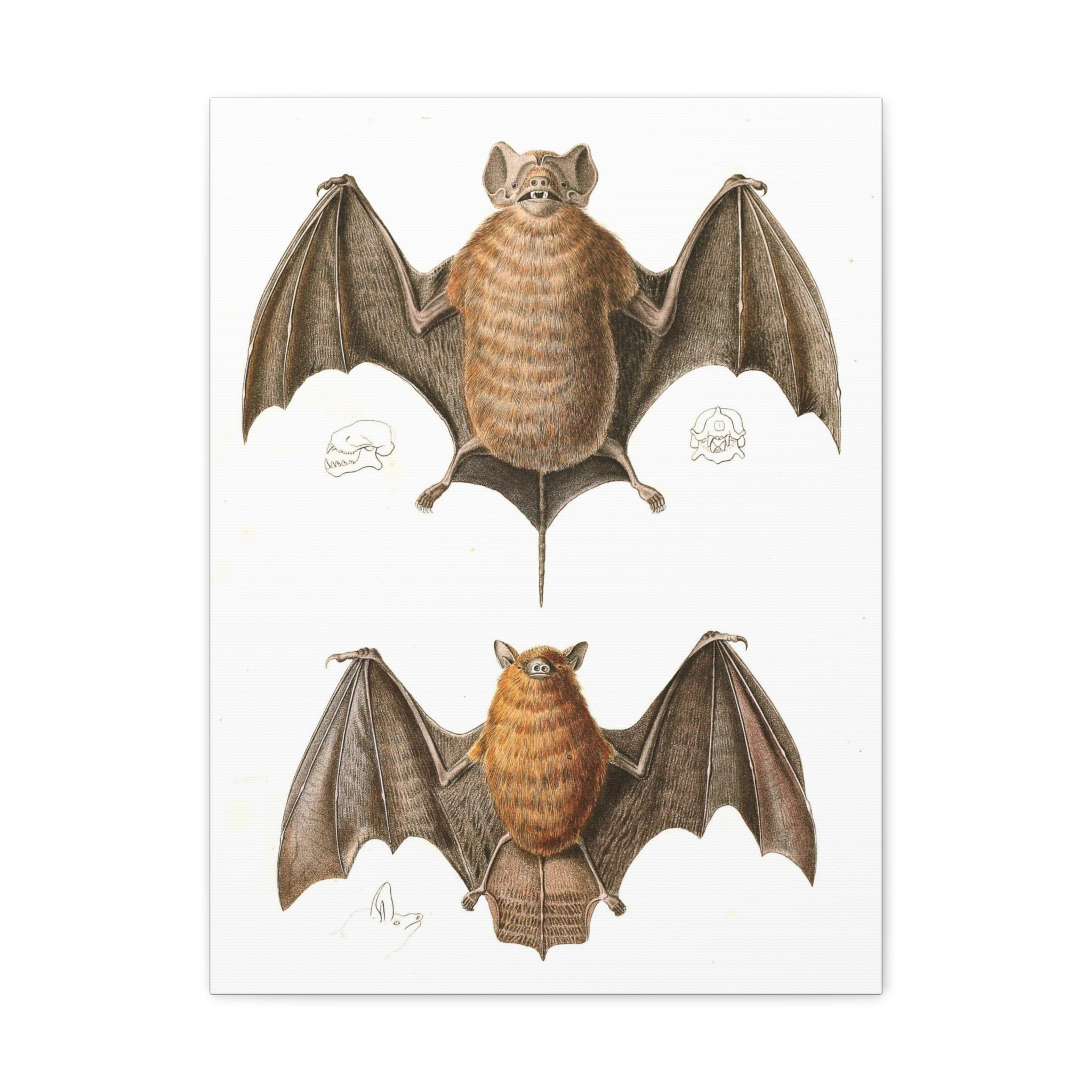 Free Tailed Bats Wall Art - Stunning Wildlife Illustration Canvas Print for Home & Office Decor - Perfect for Nature Lovers, Bat Enthusiasts, and Gothic Interior Design