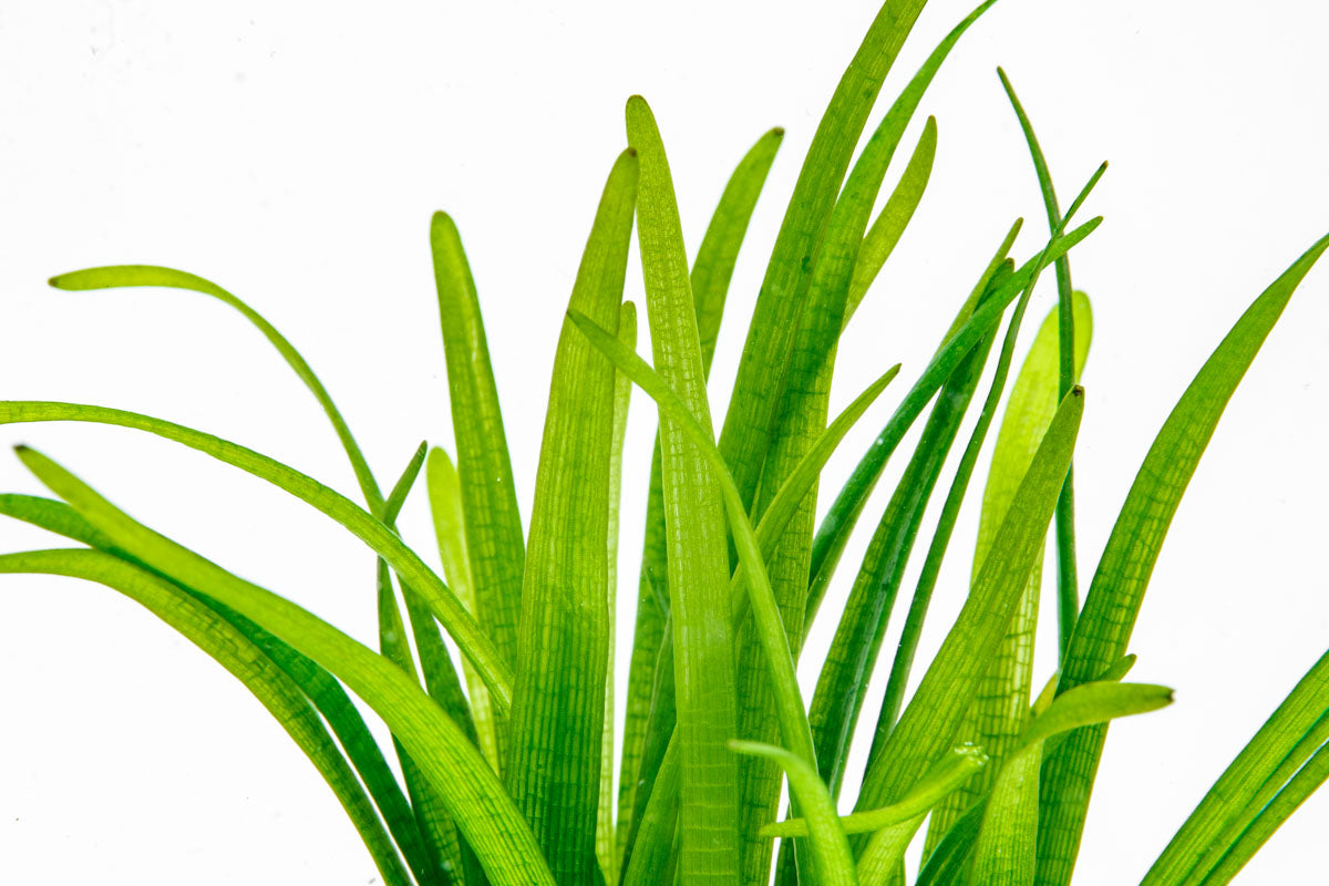 Sagittaria Subulata Aquatic Plant - Dwarf Sagittaria for Freshwater Aquariums | Perfect for Foreground Carpeting, Aquascaping & Fish Tanks