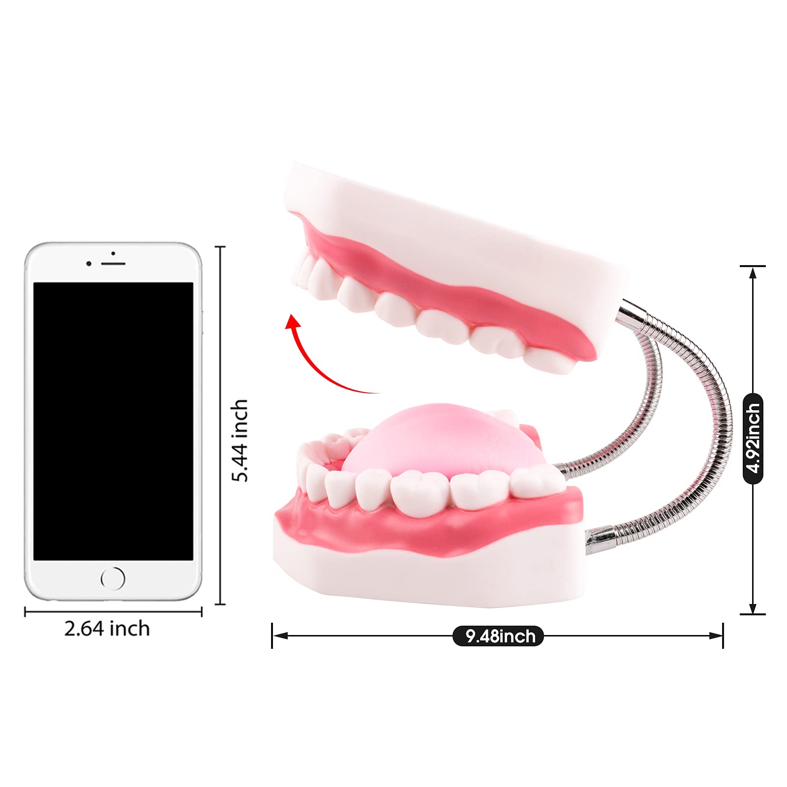 **6X Enlarged Dental Teeth Model with Metal Hinge for Speech Therapy & Brushing Training – Perfect for Kids & Children, Includes Toothbrush – Ideal for Dentists, Classrooms & Home Learning**
