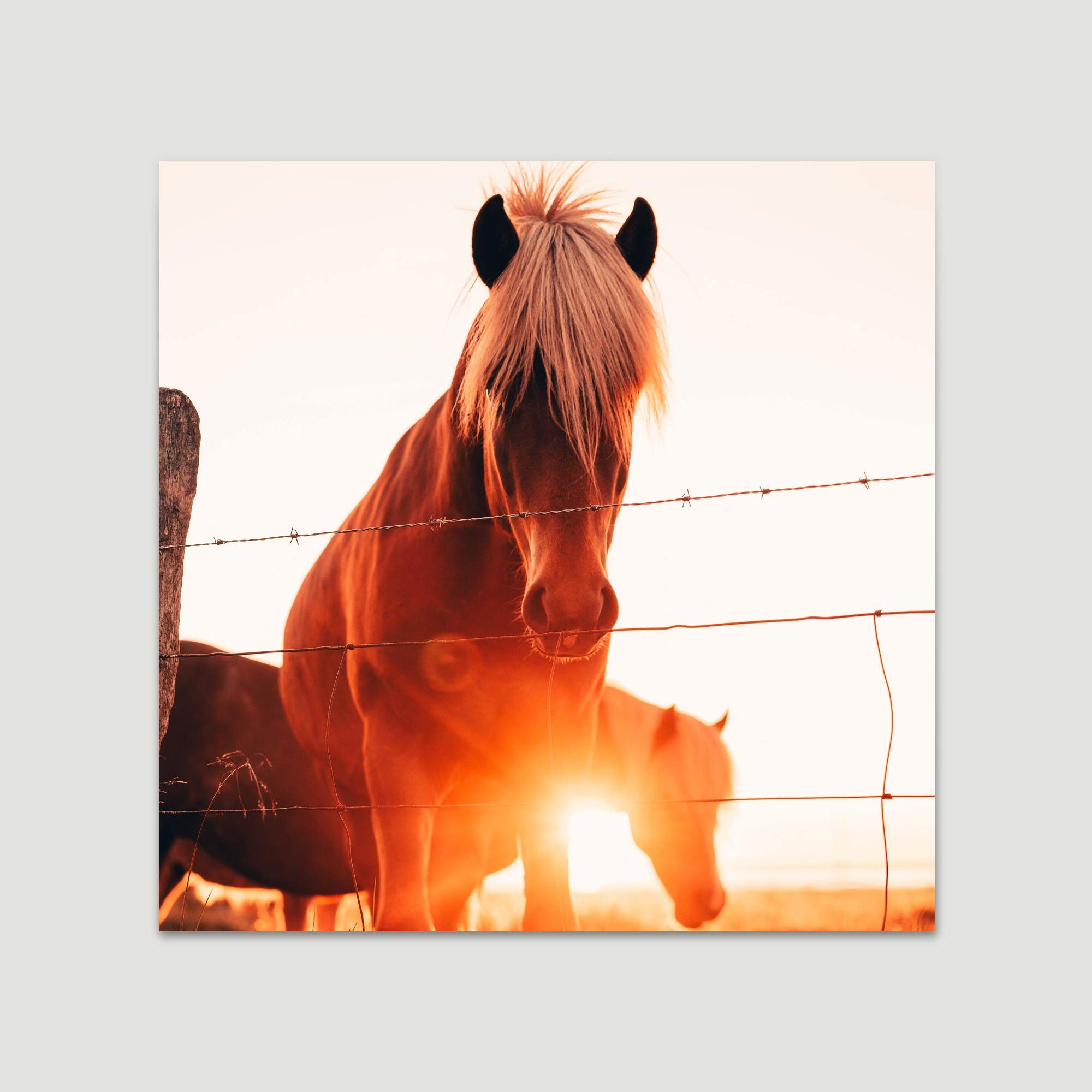 Two Horses IV Farmhouse Country Wall Art - 16x16 Inch Ready to Hang Horse Photography Print for Living Room & Bedroom Decor | Rustic Home Decor, Western Style Interior Design