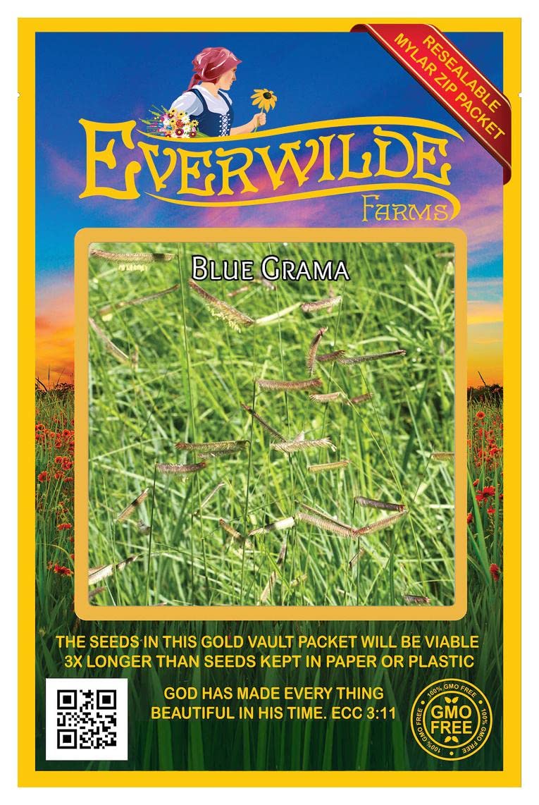 Everwilde Farms - 1000 Blue Grama Native Grass Seeds (Bouteloua gracilis) - Drought-Tolerant, Low-Maintenance - Gold Vault Jumbo Seed Packet for Landscaping, Erosion Control & Wildlife Gardens