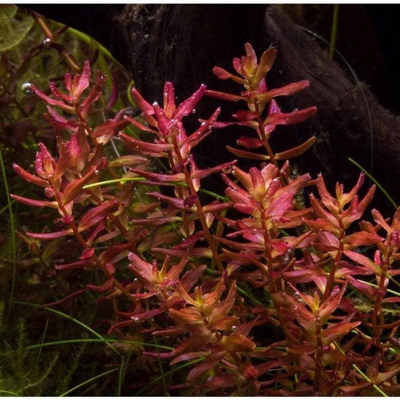 TCulture Rotala Macrandra Mini Butterfly Live Aquarium Plant (TC Cup) - Perfect for Freshwater Fish Tanks, Aquascaping & Aquatic Gardens