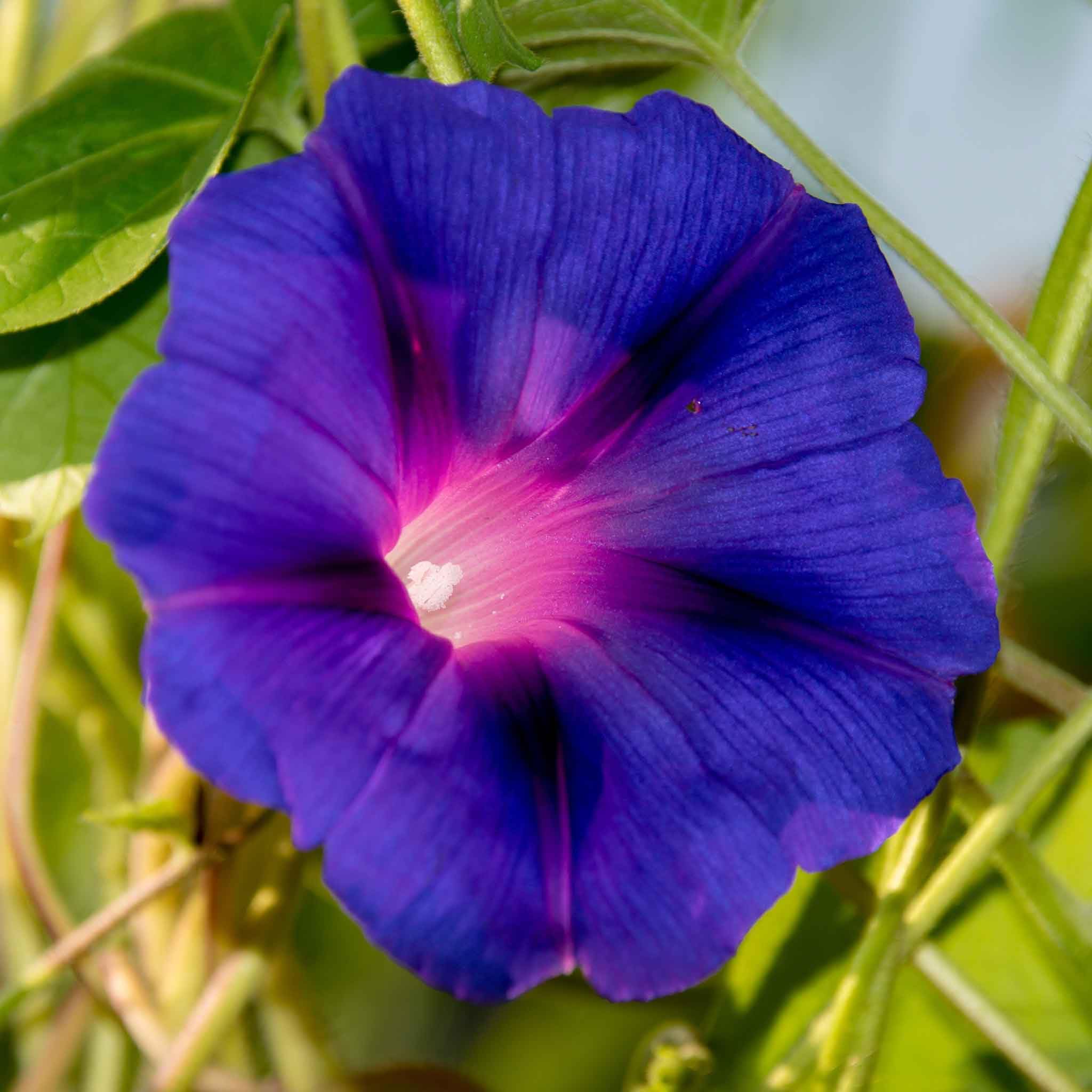 Eden Brothers Non-GMO Morning Glory Seeds - Knowlians Black Variety | Easy to Grow Low-Maintenance Flower Seeds for Spring Planting in USDA Zones 1-10 | Perfect for Garden Beds, Trellises & Container Gardening