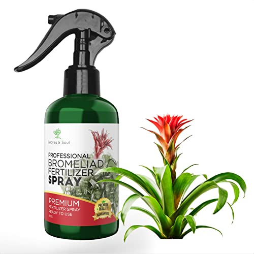 Bromeliad