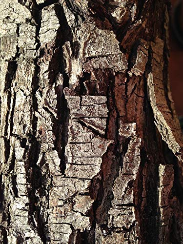 20x30 Inch Laminated Tree Bark Texture Poster - Vibrant Colors & High-Quality Print for Home Decor - Perfect for Living Room, Bedroom, or Office Wall Art