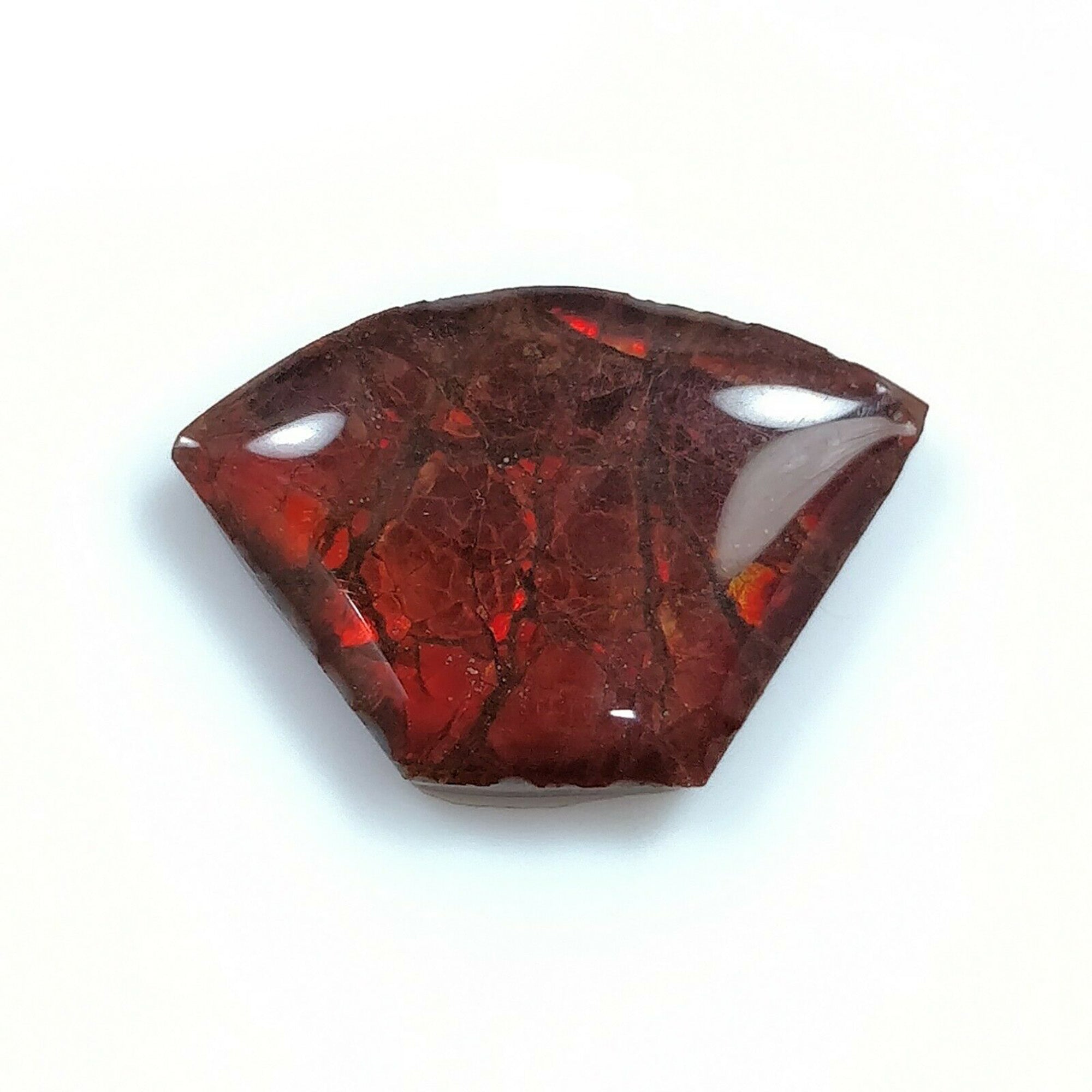 Natural AMMOLITE Gemstone Cabochon - Bi-Color Fossilized Shell Jewelry Making Stone (14x20mm or 24x19mm) for Pendants, Rings & Unique Handmade Jewelry Designs