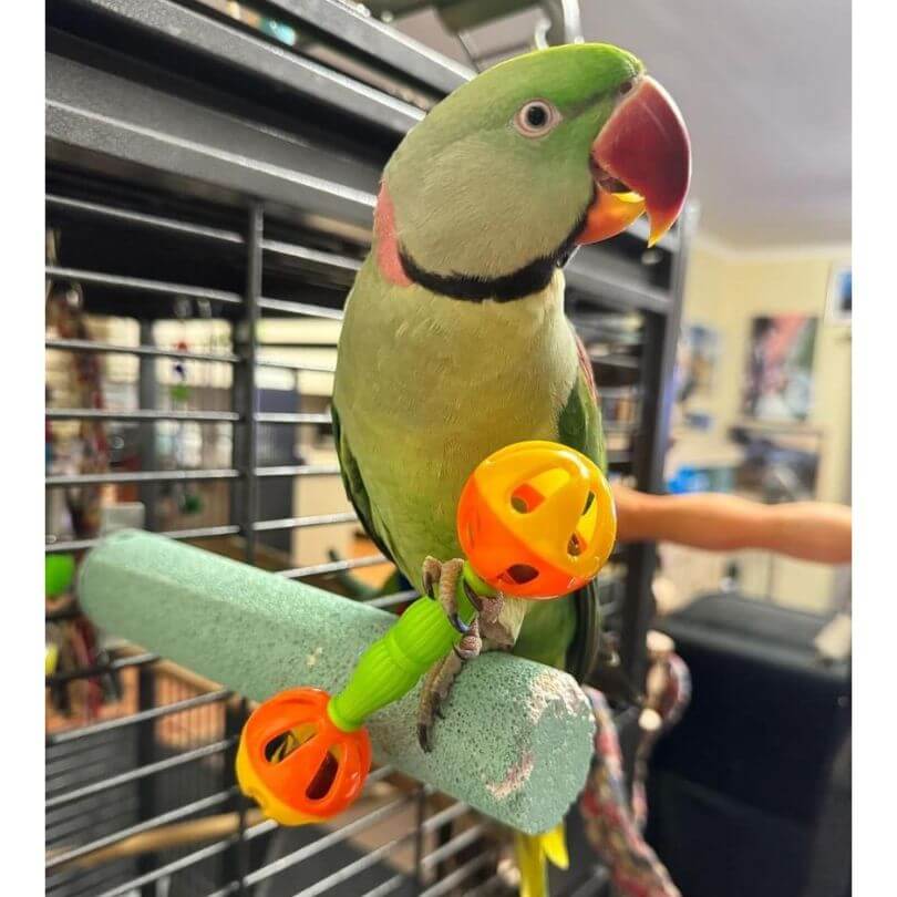 Superbird Birdie Barbell Foot Toy for Parrots - Chewable Bird Toy for Beak Exercise & Play - Perfect for Cockatiels, Conures, Lovebirds & Small Parrots - Cage Accessories for Mental Stimulation & Boredom Relief