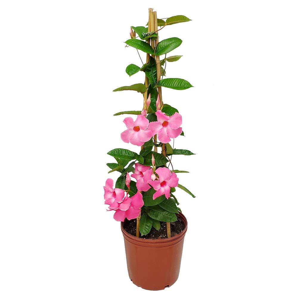 Pink Giant Mandevilla Vine Plants - 36