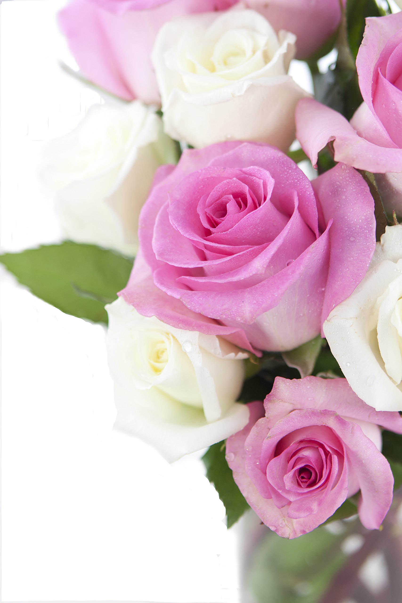 KaBloom Fresh Pink & White Roses (24 Stems) with Vase - Premium Mother's Day Flowers for Next Day Delivery | Perfect Gift for Birthdays, Valentine's, Get Well Soon, Thank You & Special Occasions | Ideal for Home Decor, Wedding Centerpieces & Romantic Surprises