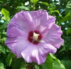 10 Purple Rose of Sharon Hibiscus Seeds for Planting - Hardy Perennial Flower Seeds for Gardens, Landscaping & Butterfly Gardens