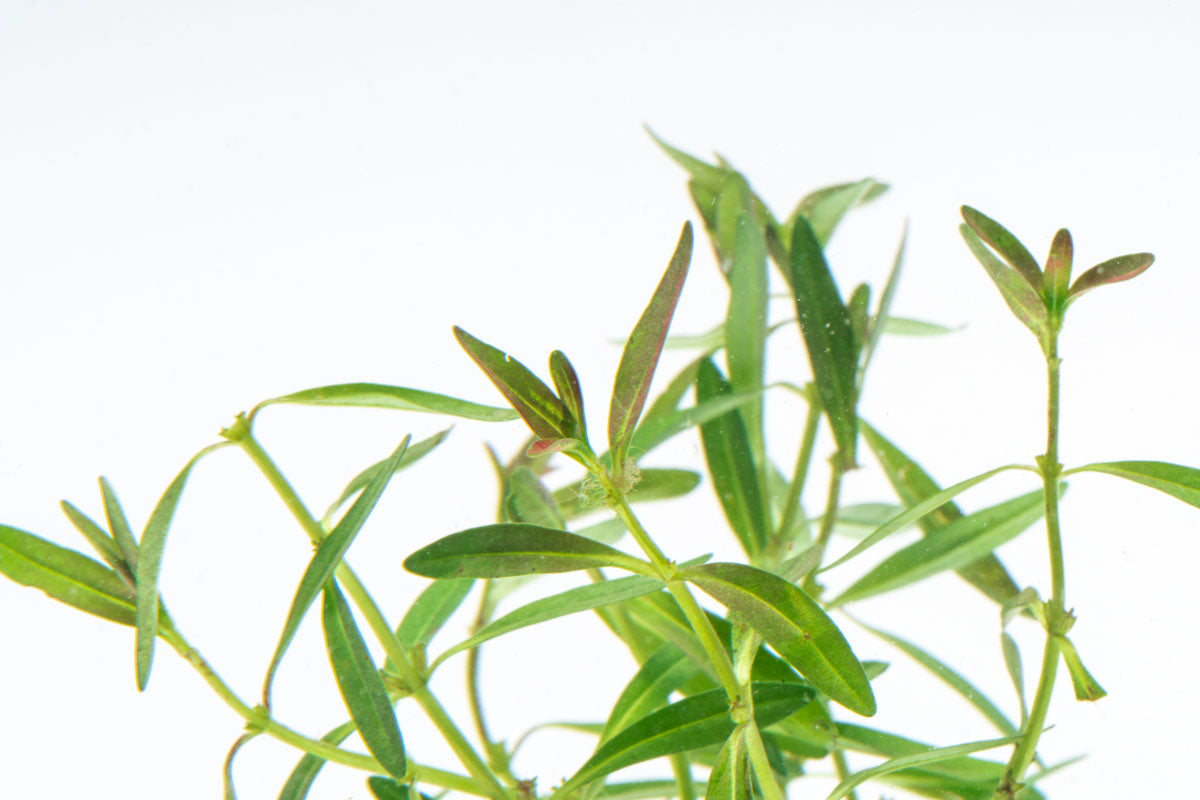 Rotala Florida Sunset Aquatic Plant for Aquariums - Live Freshwater Plant for Fish Tanks, Aquascaping, and Aquatic Gardens (Perfect for Nano Tanks, Shrimp Tanks, and Planted Aquariums)