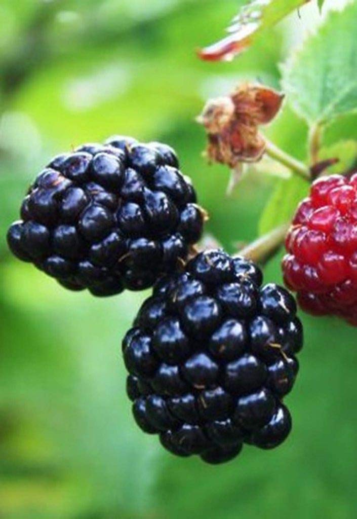 Thornless Blackberry Live Plants - Arapaho Variety (8 Starter Plants) for Home Garden, Backyard Planting & Fresh Berry Harvest