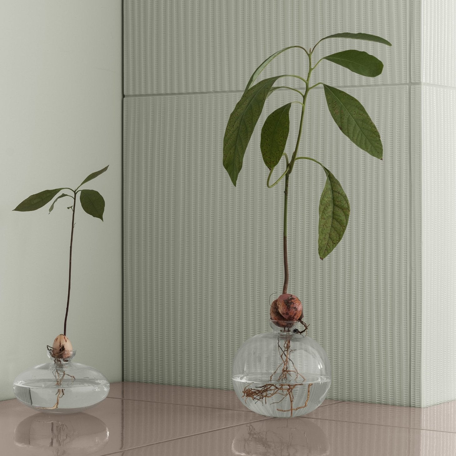 AVO Avocado Starter Vase - Small Glass Planter for Succulents, Herbs & Seedlings | Perfect for Home Decor, Office Desk & Gift Ideas