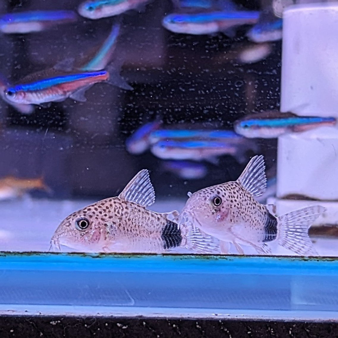 Premium Caudimaculatus Corydoras Catfish - Live Tropical Freshwater Fish for Aquariums | Perfect for Community Tanks & Planted Aquascapes