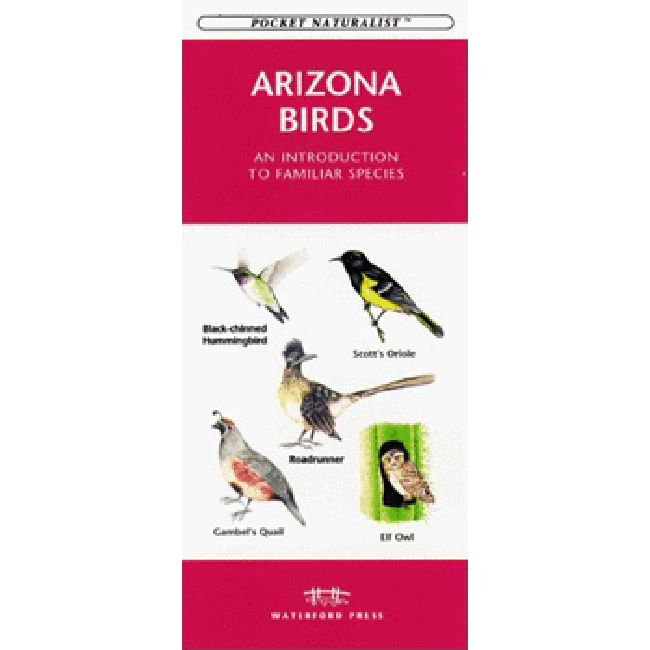 Arizona Birds Guide: Introduction to Familiar Species for Bird Watching & Nature Enthusiasts | Perfect for Hiking, Backyard Birding & Educational Use