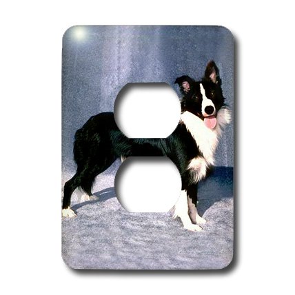 3dRose lsp_1245_6 Border Collie Dog Themed 2 Plug Outlet Cover - Decorative Electrical Safety Cover for Kids & Pets in Living Room, Nursery