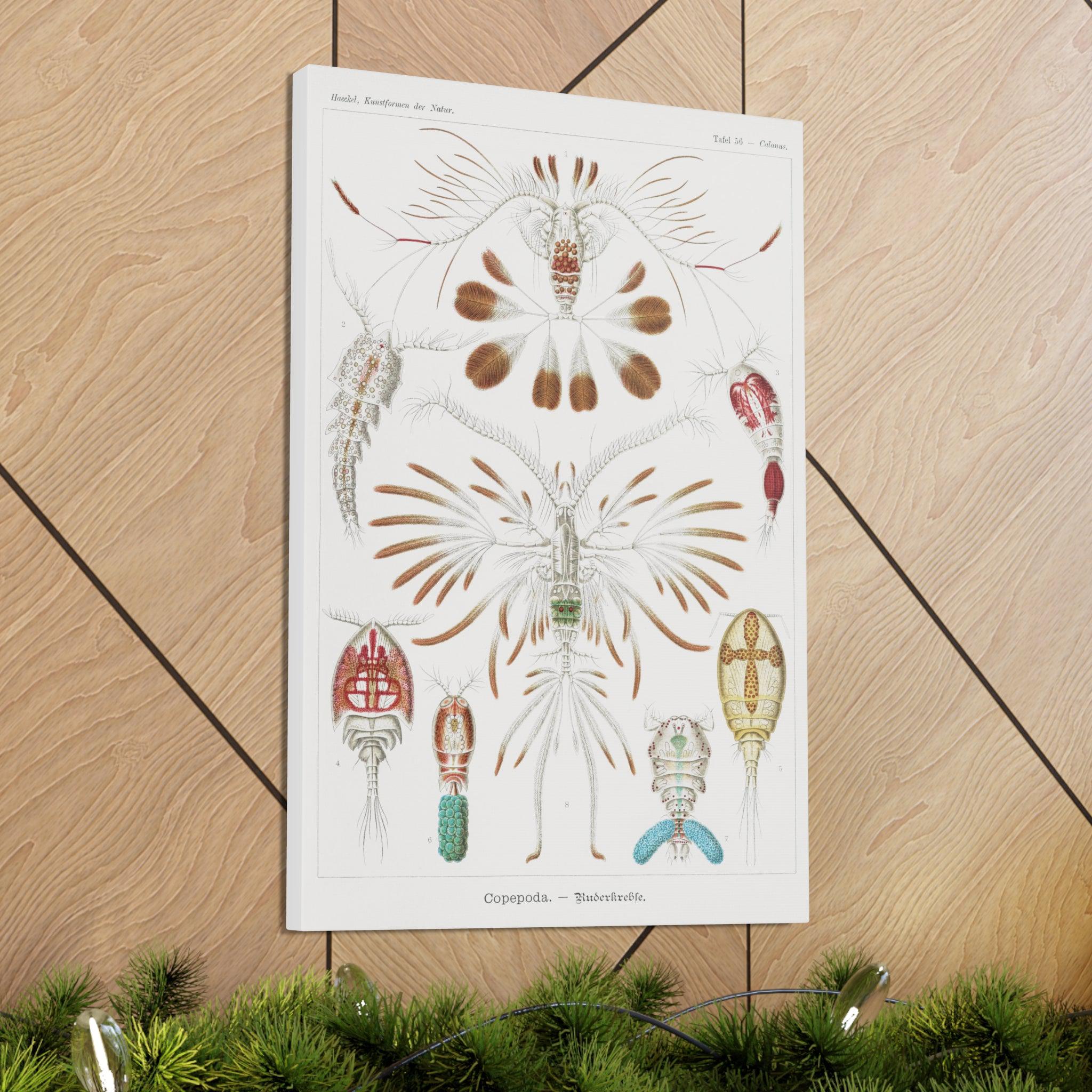 Copepoda Ruderkrebse by Ernst Haeckel - Premium Canvas Art Print for Home & Office Decor | Marine Biology Wall Art | Scientific Illustration Gift