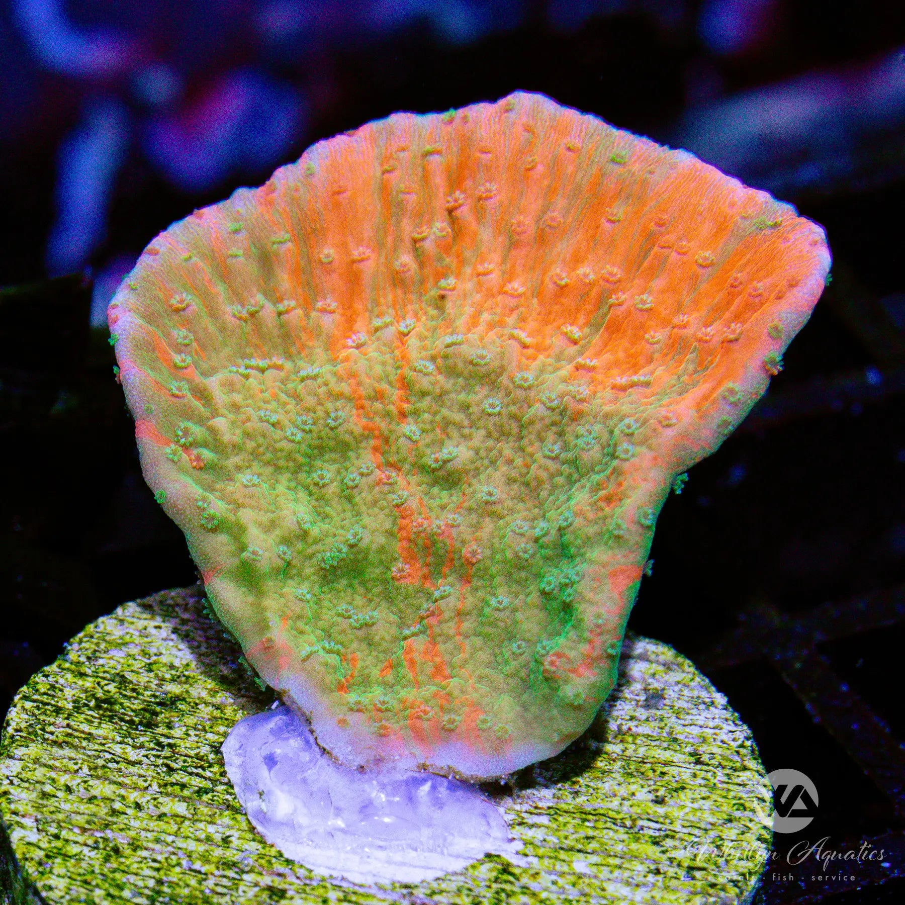 A30 WA Pumpkin Splice Monti Cap Coral - WYSIWYG Live Coral for Saltwater Aquariums | Perfect for Reef Tanks & Marine Aquascaping