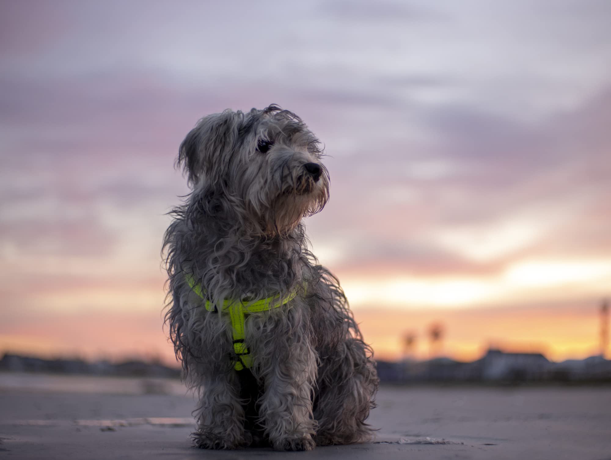 Reflective Adjustable Dog Step-in Harness for Extra Large Dogs - Pink | Matching Collar & Leash Set | Perfect for Night Walks, Training & Outdoor Adventures