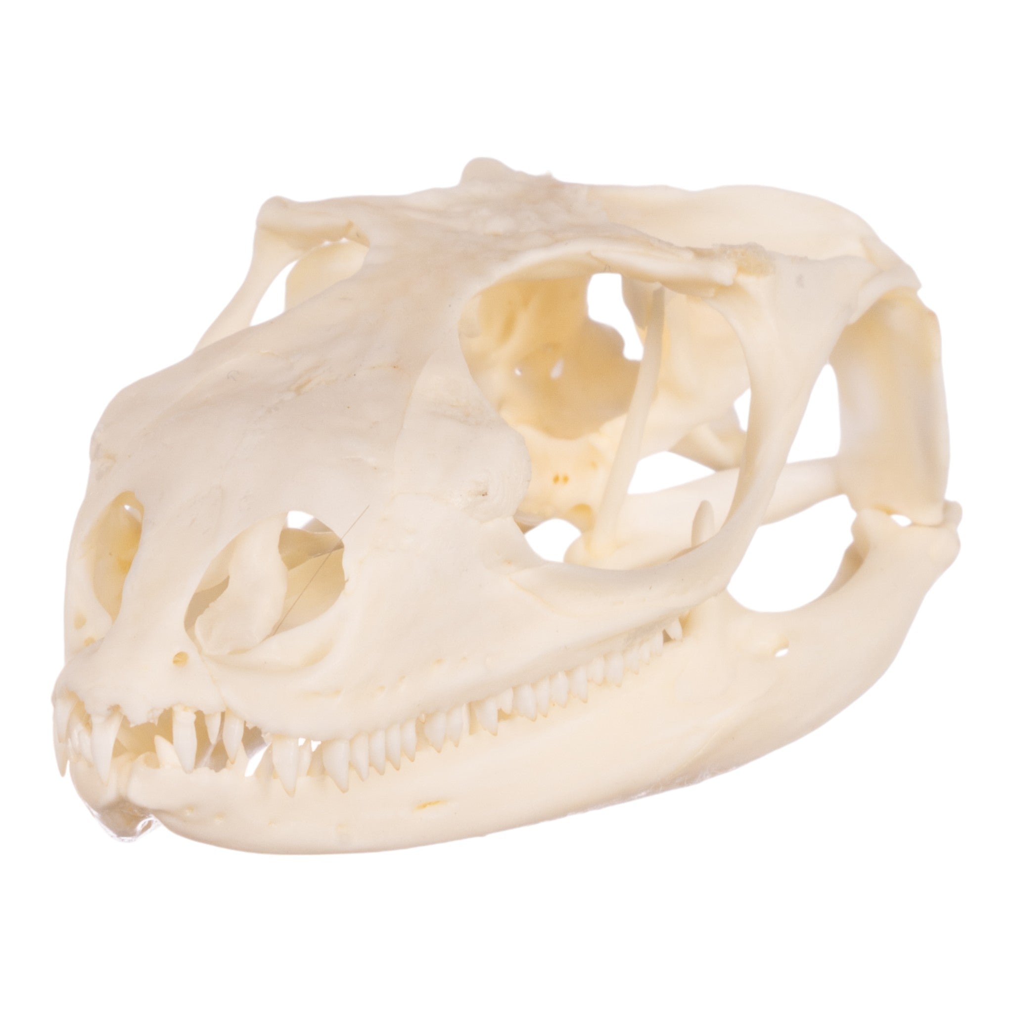 Authentic Spiny-Tailed Iguana Skull Specimen - Perfect for Science Classrooms, Oddity Collections & Gothic Decor