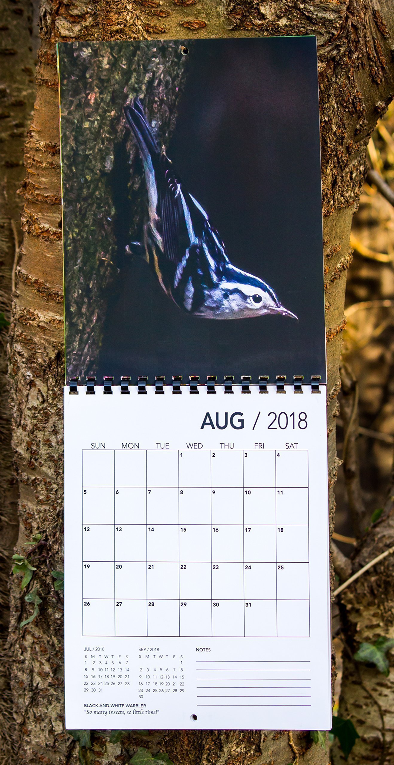 2018 North American Backyard Birds Wall Calendar - Perfect for Home, Office & Classroom Decor