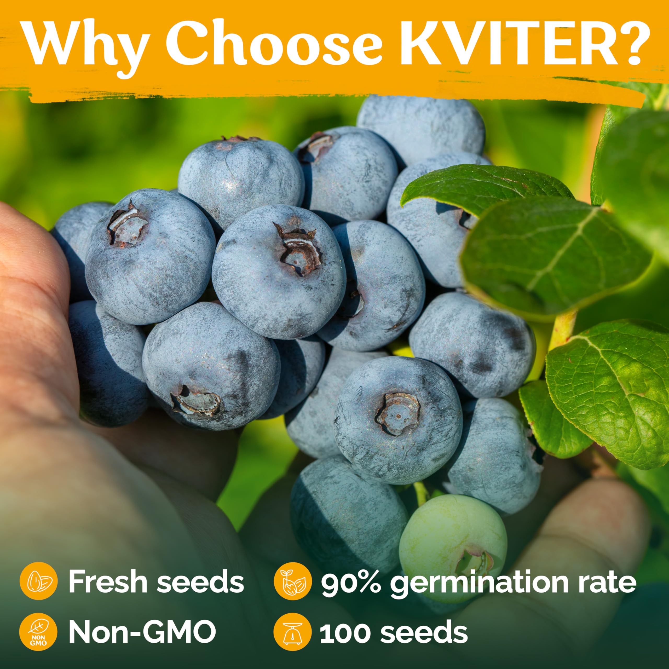 KVITER 100 Organic Non-GMO Blueberry Seeds (Vaccinium Angustifolium) – Sweet Dwarf Lowbush Heirloom Fruit Seeds for Indoor & Outdoor Gardening – Perfect for Fresh Berries, Smoothies, and Homegrown Snacks