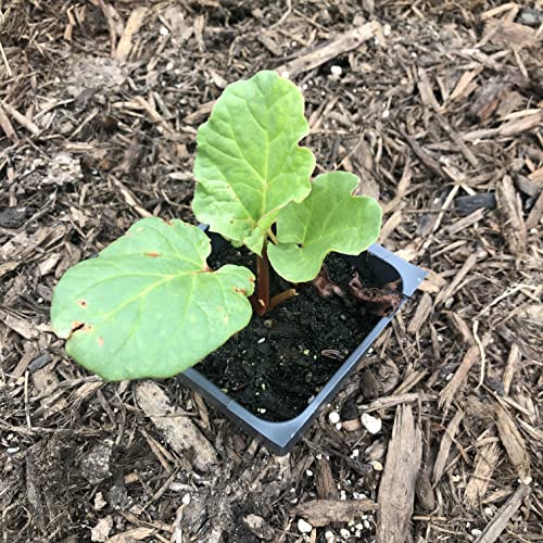 Victoria Red Rhubarb Plant - Perennial Edible Garden Rhubarb for Pies, Jams & Desserts | Perfect for Home Gardens & Farm Stands
