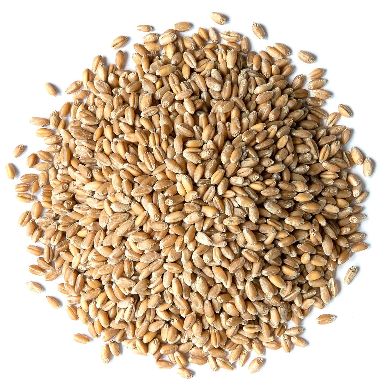 Food to Live Hard Red Wheat Berries, 5 Pounds – Organic Sprouting Seeds for Wheatgrass, Bread Making & Home Gardening | Kosher, Raw, Vegan, Non-GMO Bulk Wheat | Perfect for Juicing, Baking & Healthy Recipes