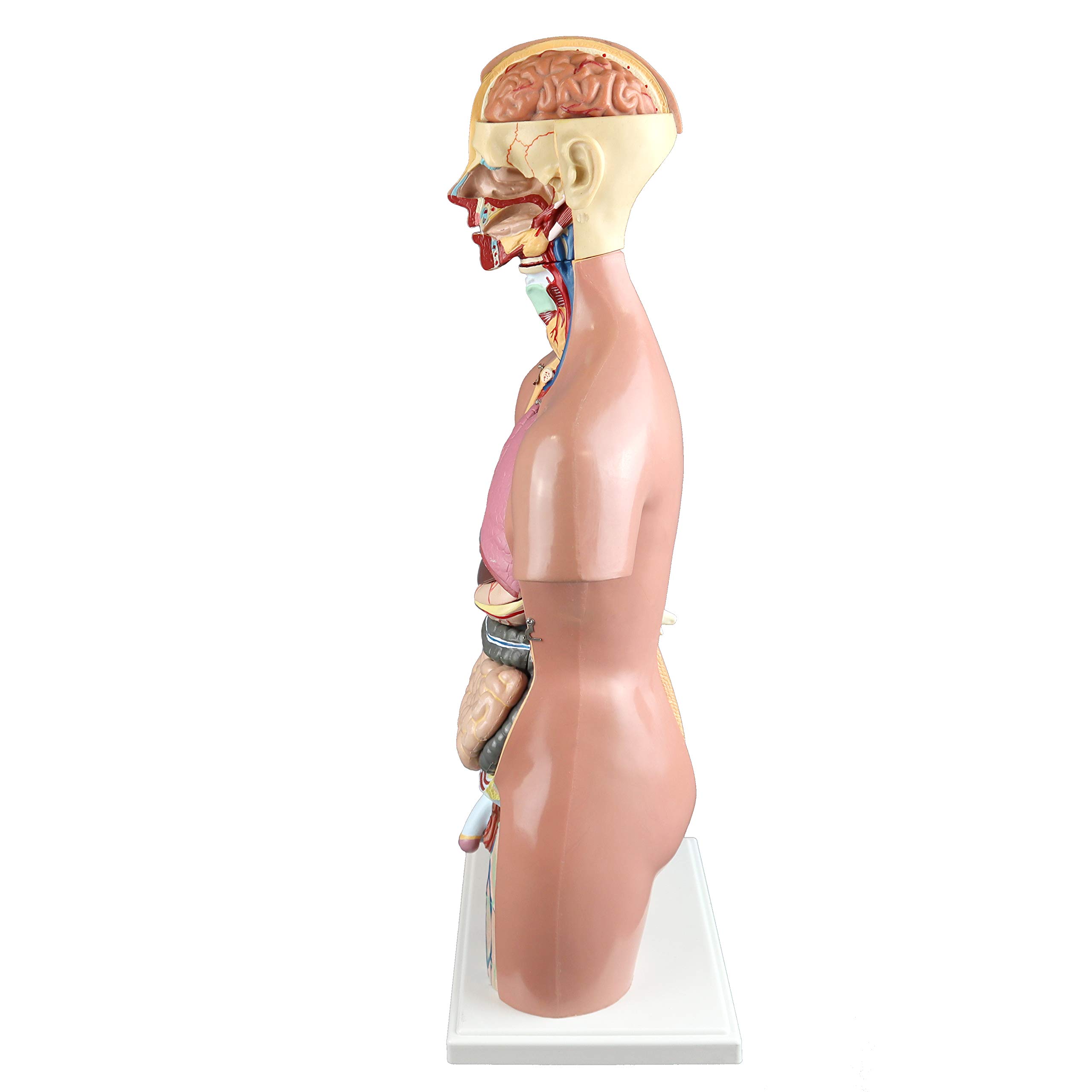 Parco Scientific PB00161 55cm 21-Part Dual-Sex Human Torso Model with Open Back - Detailed Anatomy of Muscles, Spine & Nerves for Medical Education & Study