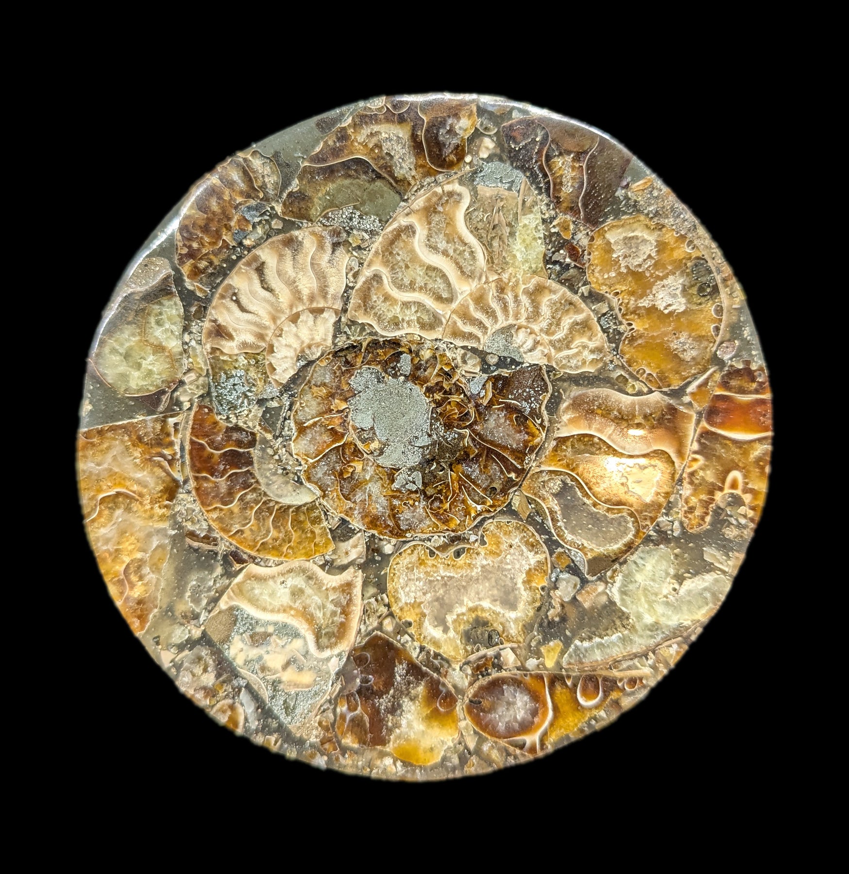 Natural Ammonite Fossil Coaster Set of 4 - Stone Drink Coasters for Home & Office - Perfect for Protecting Tables from Hot & Cold Beverages