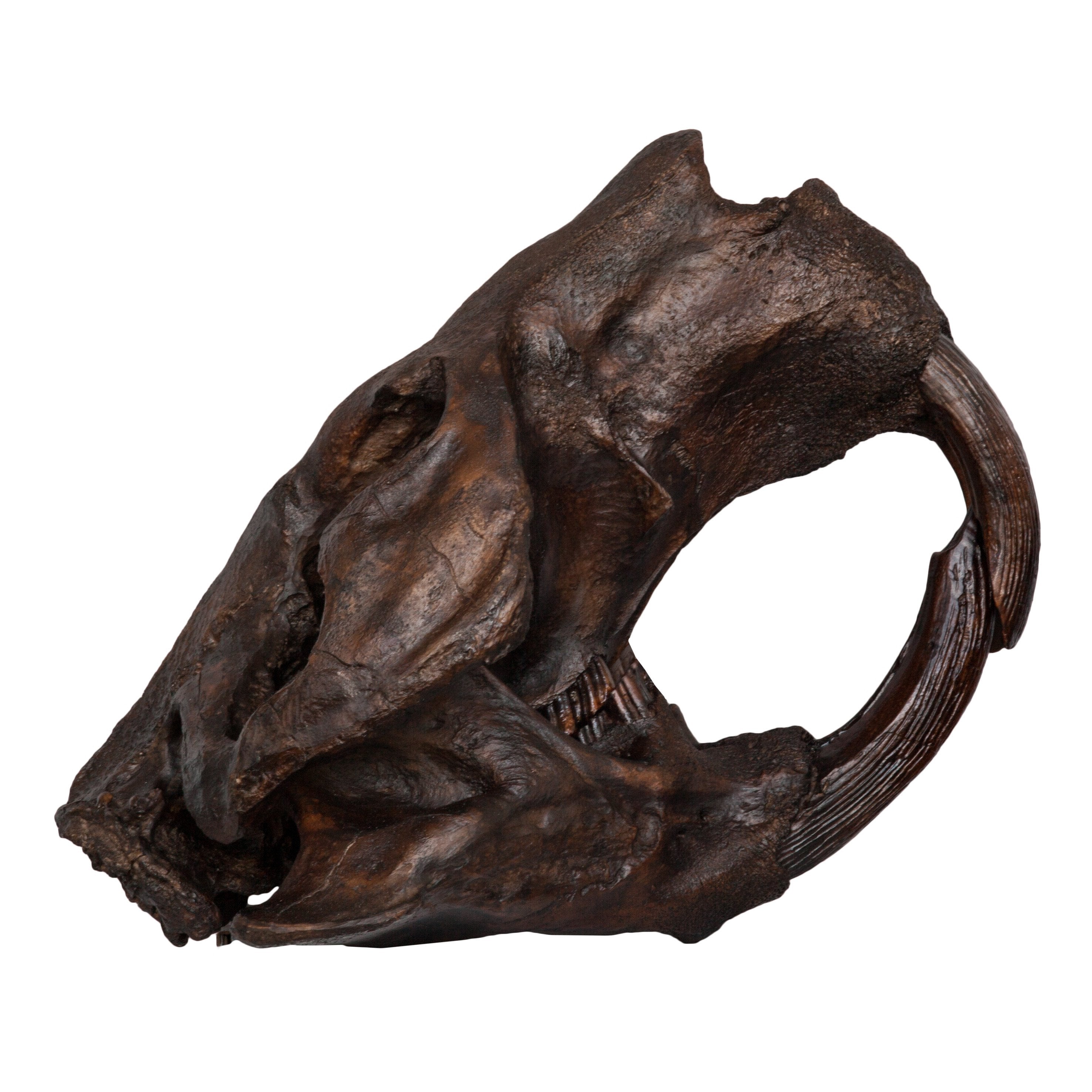 Authentic-Looking Giant Beaver Skull Replica - Lifelike Castoroides Fossil Model for Home Decor, Educational Display & Paleontology Enthusiasts