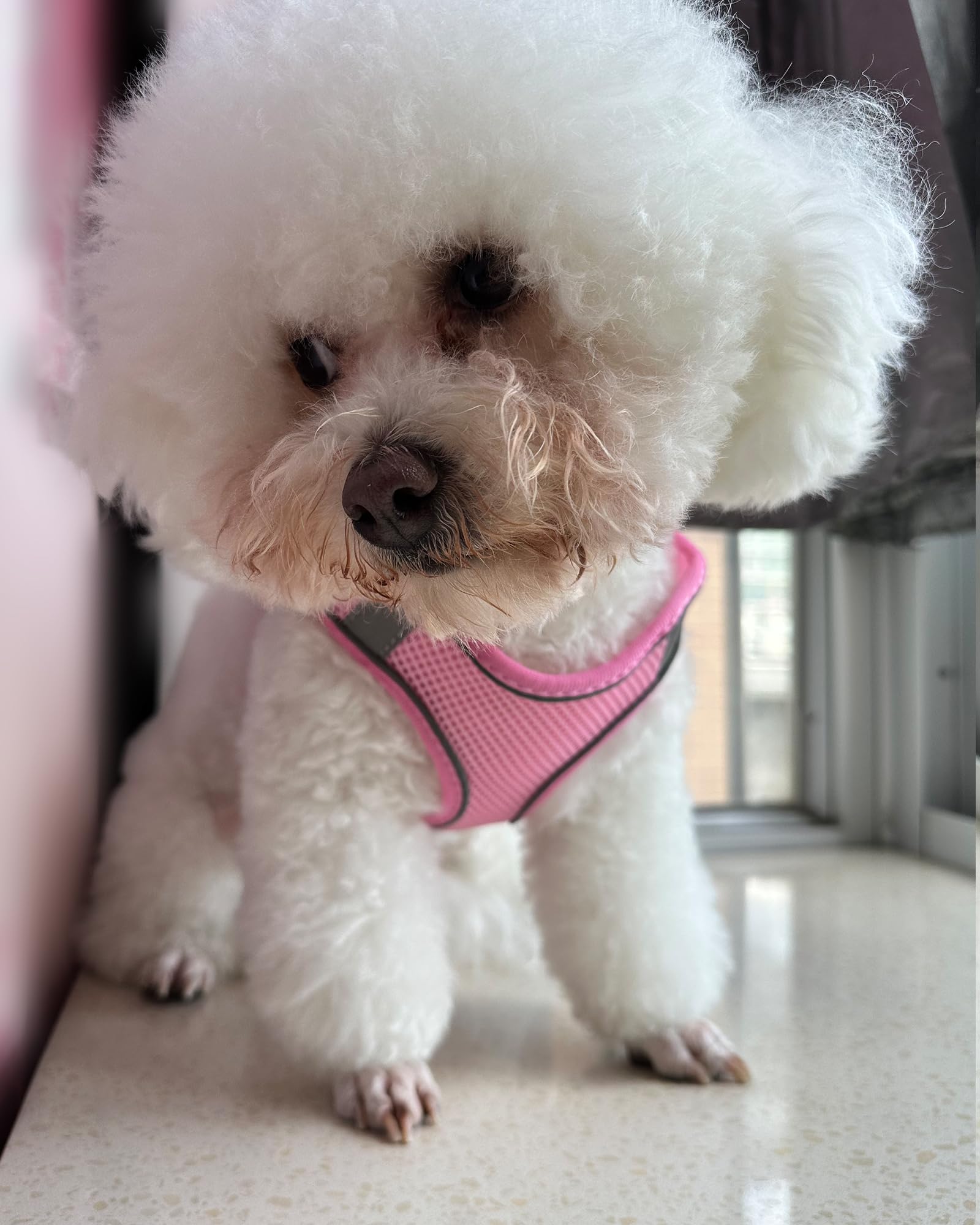 Solmoony No-Pull Dog Harness for Small, Medium & Large Dogs - Breathable Mesh Step-in Puppy Harness with Leash Set (Pink, XXS) - Perfect for Walking, Training & Outdoor Adventures