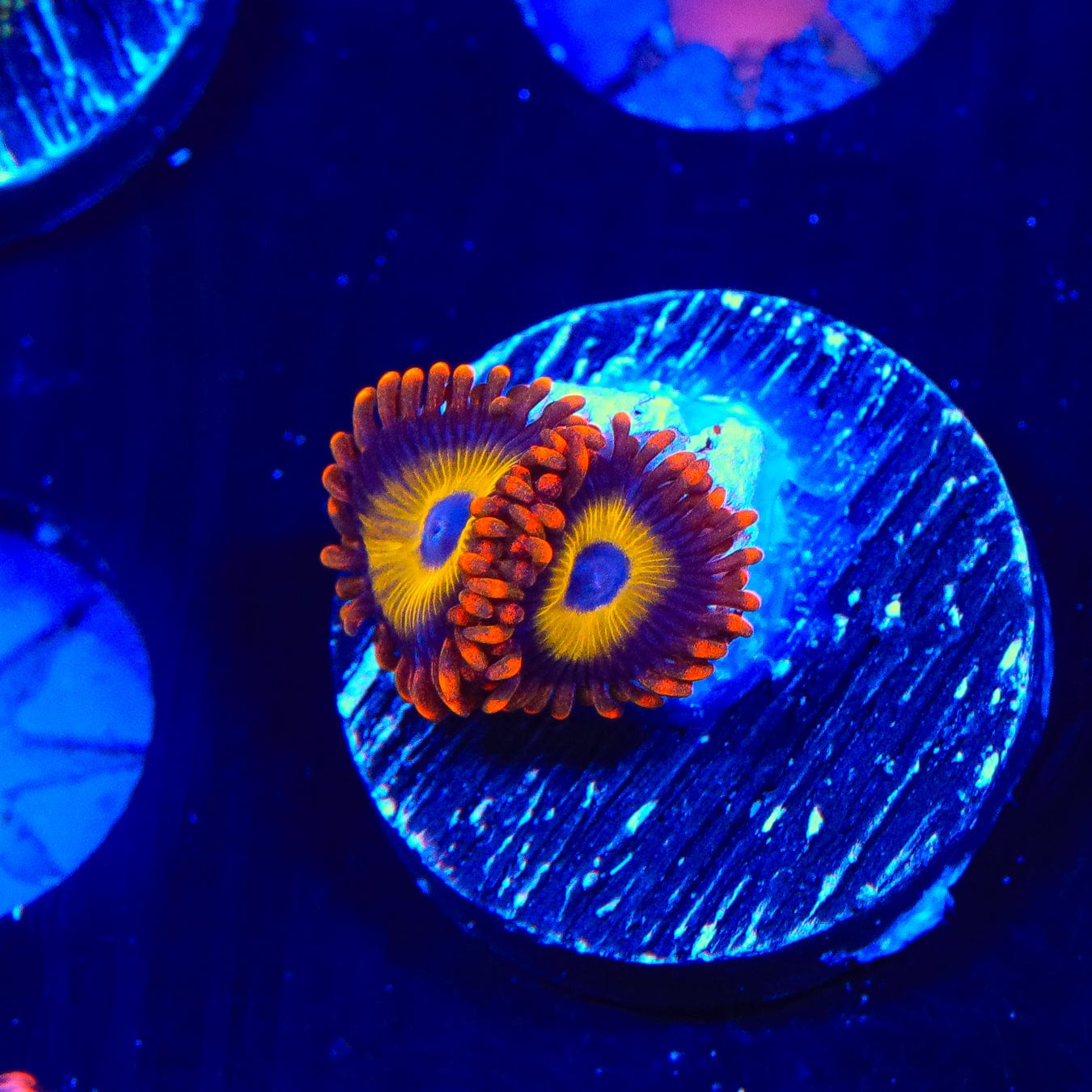 Buy Premium Fruit Loops Zoanthids Coral for Saltwater Aquariums | Vibrant Colored Live Coral for Reef Tanks | Perfect for Home & Office Marine Displays