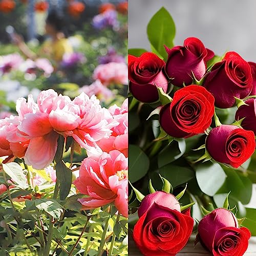 Rose + Peony