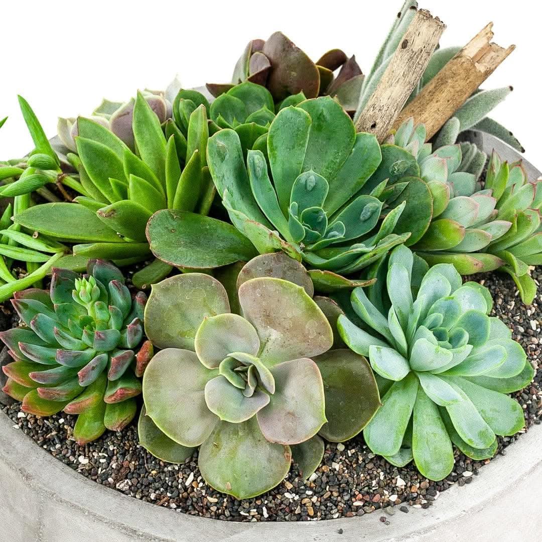Concrete Succulent Planter - Modern Geometric Cement Plant Pot for Small Cacti & Succulents - Perfect for Home Decor, Office Desk & Gift Ideas