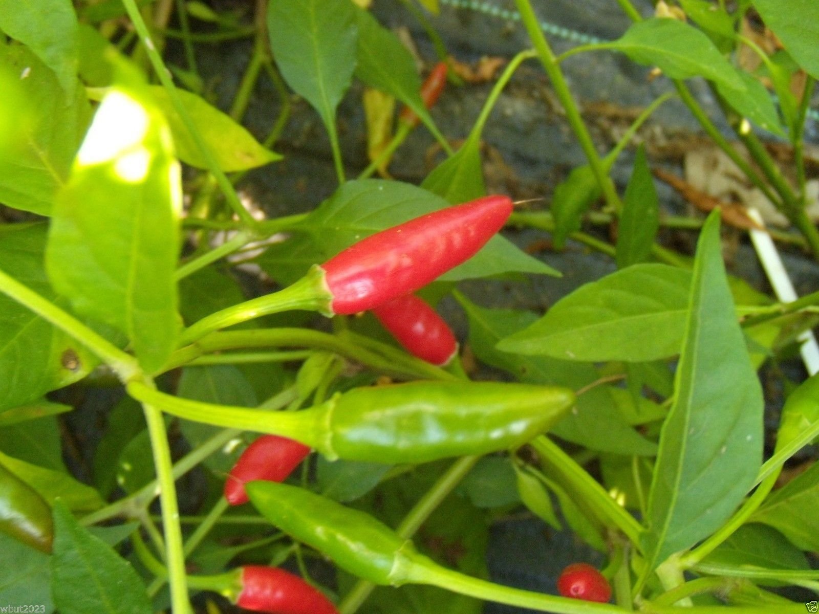 African Bird’s Eye Chili Seeds (100 Count) - Malawi Piri Piri Hot Pepper, African Devil Chili - Perfect for Home Gardening, Spicy Cooking & Hot Sauce Making