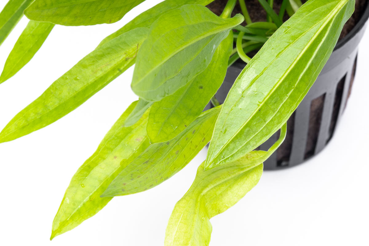 Echinodorus Ozelot Narrow Mini - Live Aquarium Plant for Fish Tanks, Freshwater Aquatic Plants for Home & Office Aquascaping