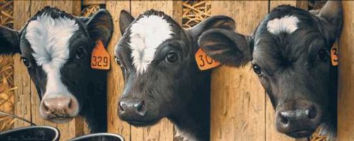 Jerry Gadamus - More Milk Please? Funny Coffee Mug for Office, Home & Gifts - Perfect for Coworkers, Friends & Family