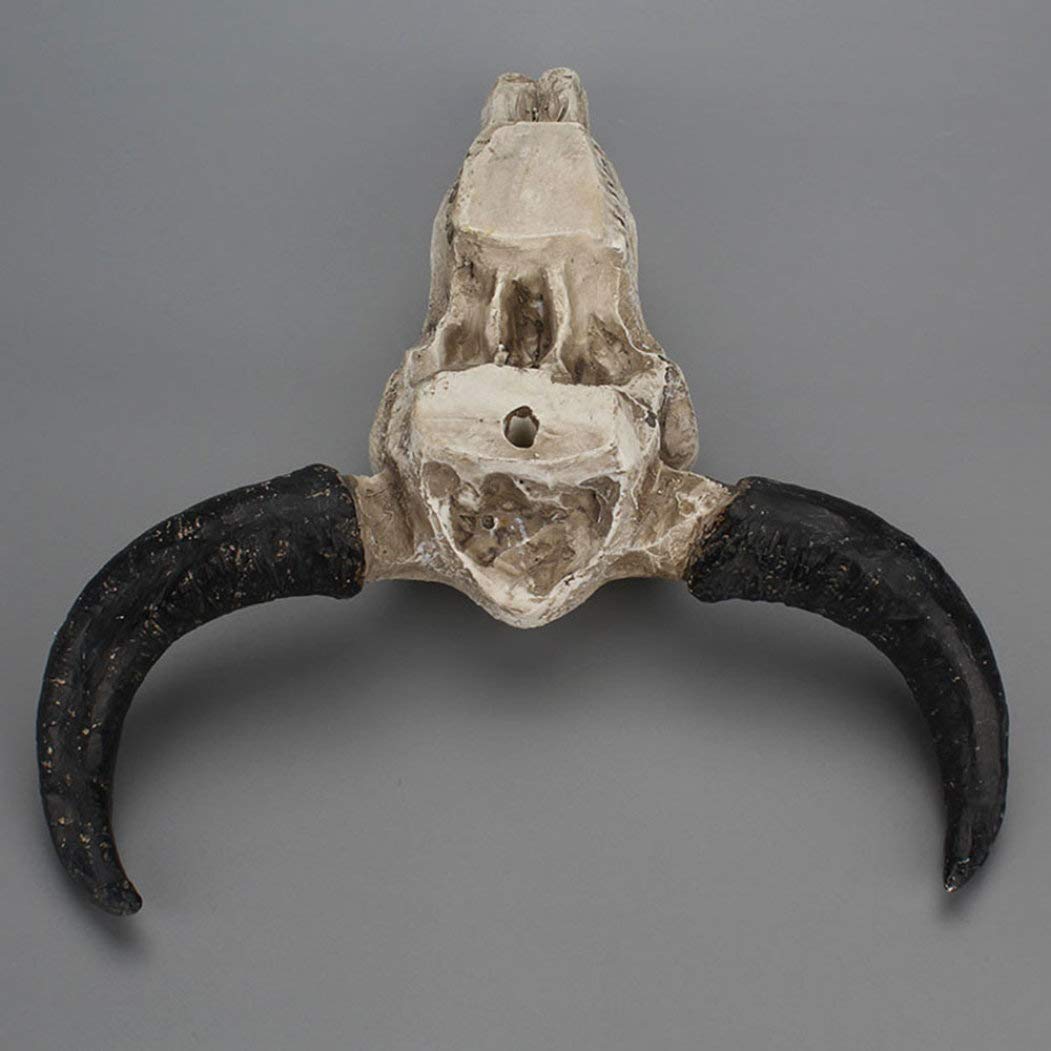 Resin Longhorn Cow Skull Wall Decor - 3D Animal Sculpture for Western Home, Ranch, or Bar | Wildlife Figurine for Cabin, Man Cave & Southwestern Interior Design