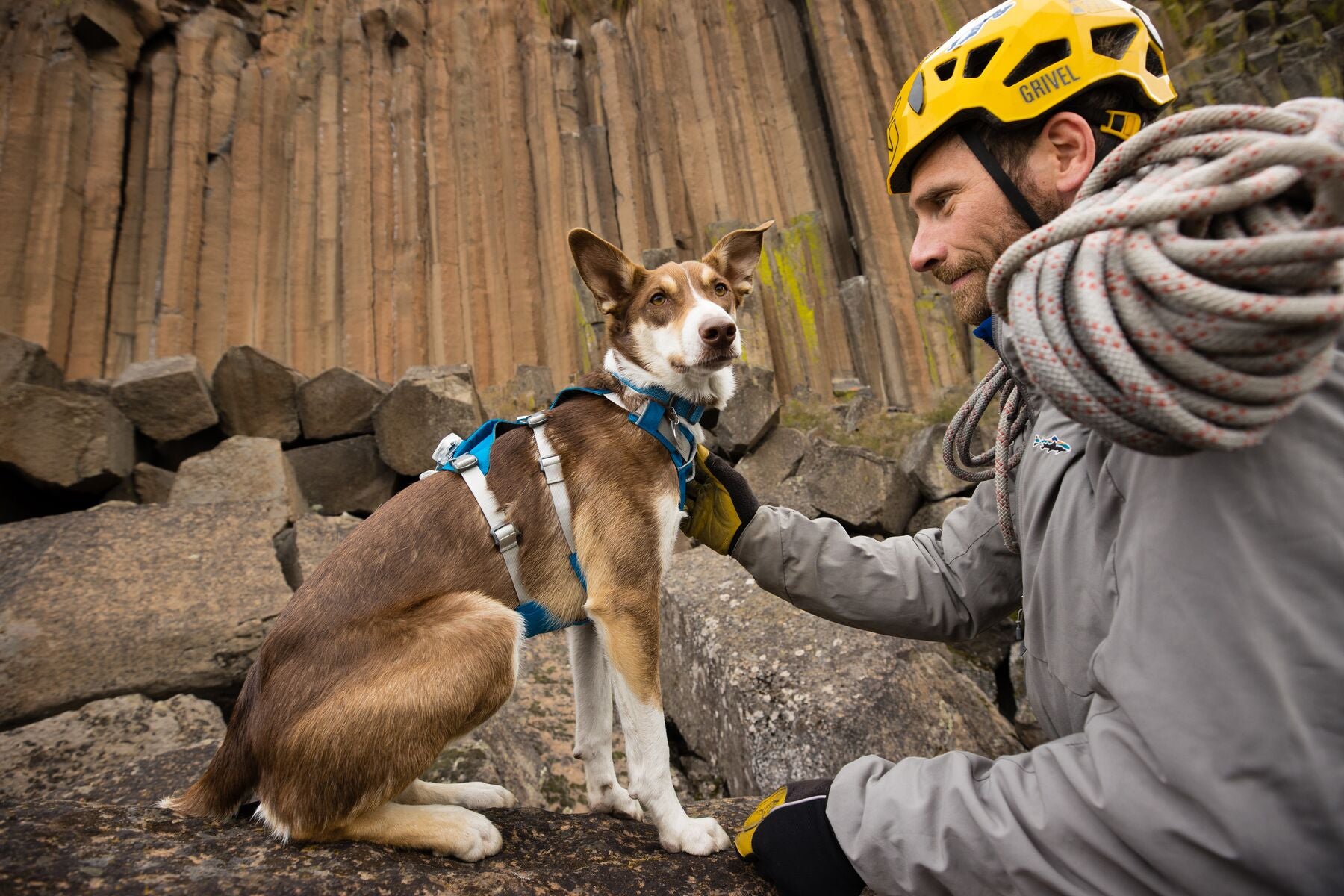 Ruffwear Flagline Harness® - Adjustable Multi-Use Dog Harness in High-Visibility Lichen Green for Hiking, Running & Outdoor Adventures