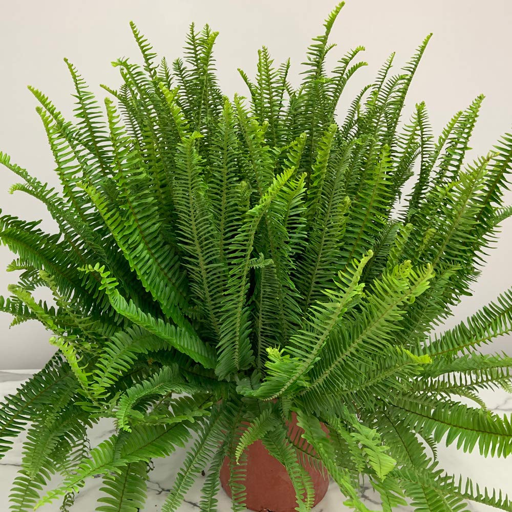 Kimberly Queen Fern Plant - Live Tropical Fern for Indoor & Outdoor Decor - 26