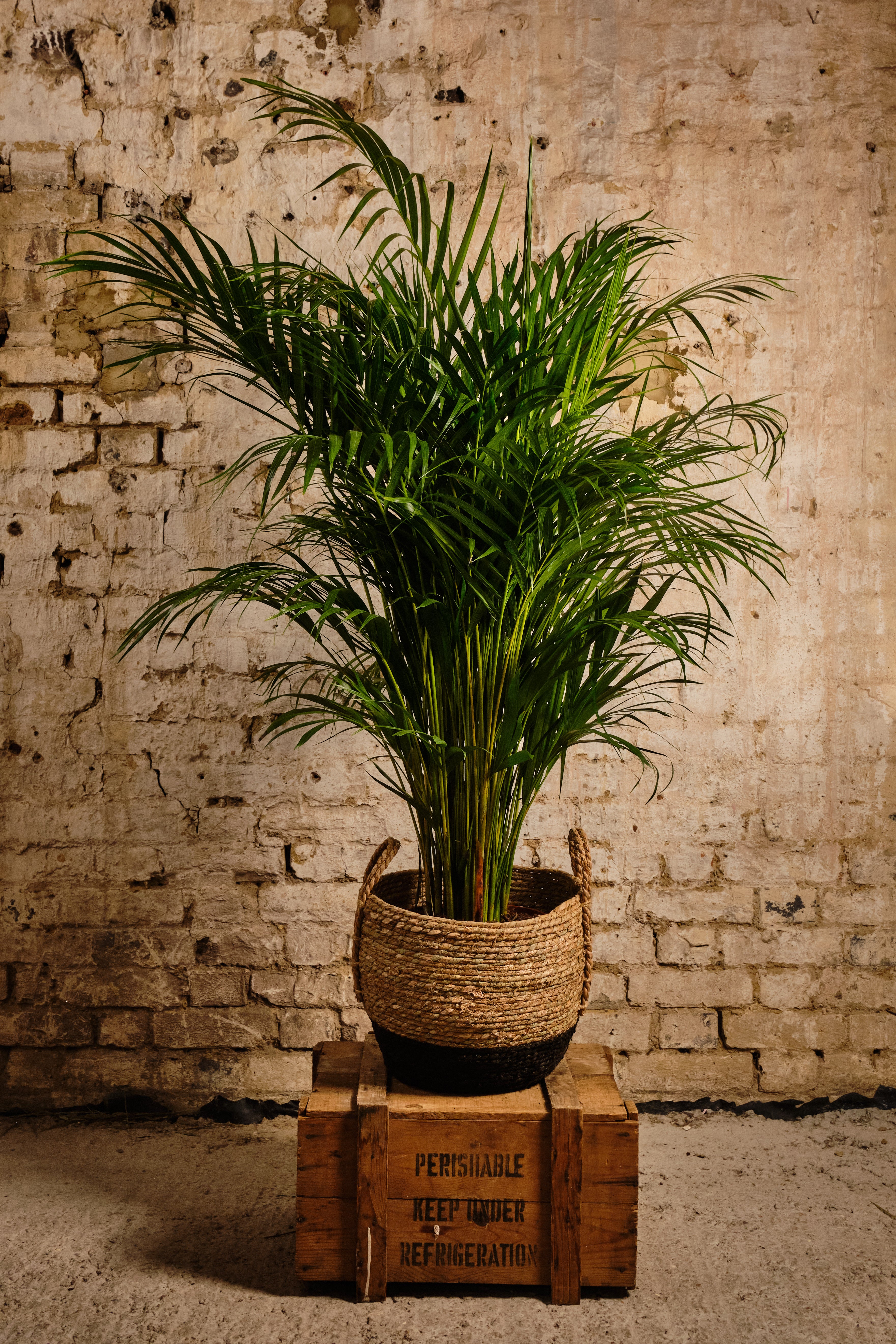 Areca Palm Indoor Plant - Natural Air Purifier for Home & Office | Perfect for Living Room, Bedroom, or Workspace Decor | Local Delivery & Click & Collect Available