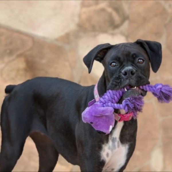 Multipet Rope Body Loofa Dog Toy - Durable Chew Toy for Medium & Large Dogs - Perfect for Playtime, Training & Dental Health - Indoor & Outdoor Use