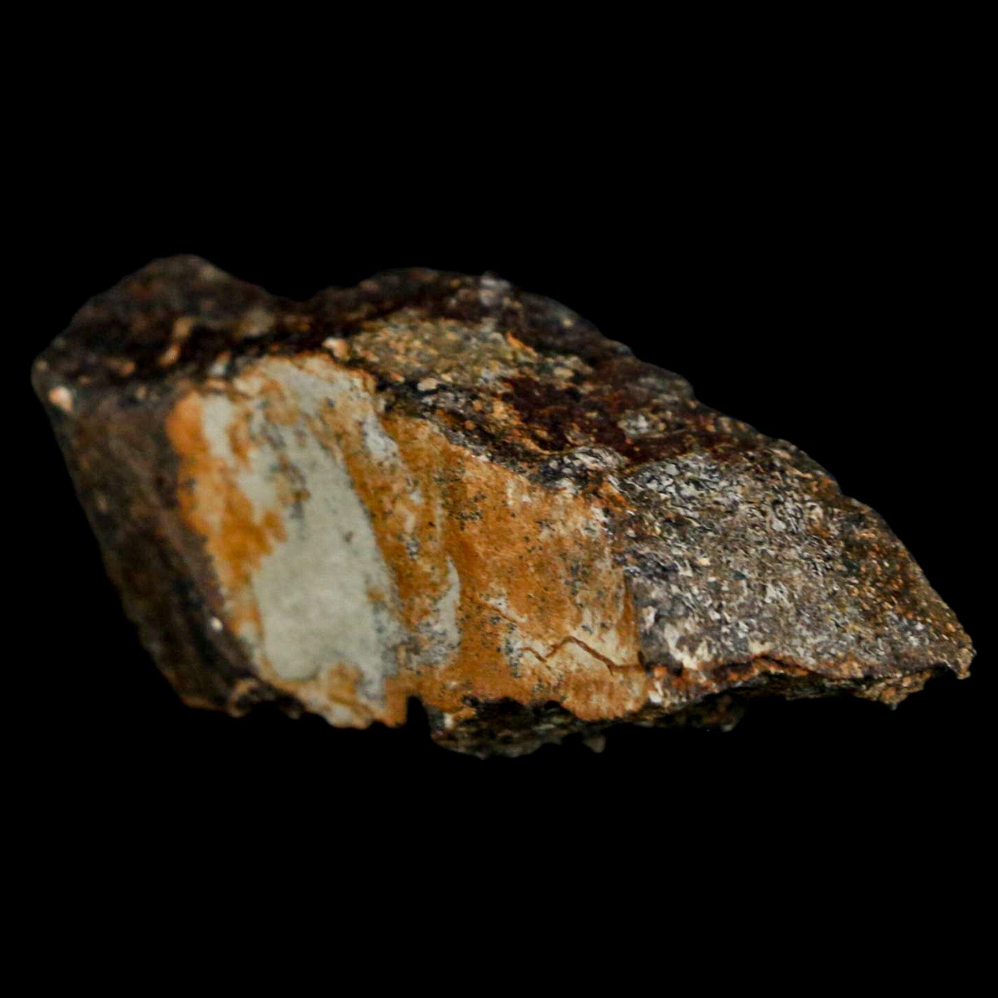 Authentic 2 Stegosaurus Fossil Bones from Morrison Formation, Wyoming - Jurassic Age Dinosaur Fossils with COA - Perfect for Paleontology Collectors & Dinosaur Enthusiasts